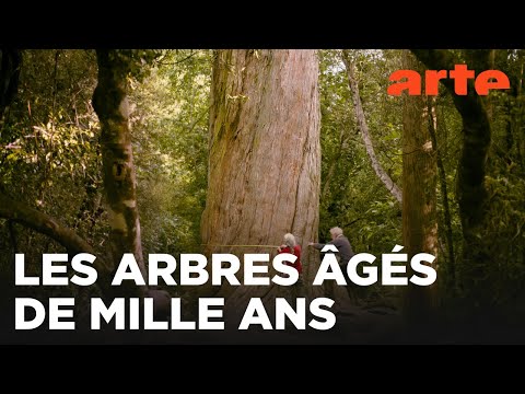 Nouvelle-Zélande, la forêt des géants | ARTE Évasion