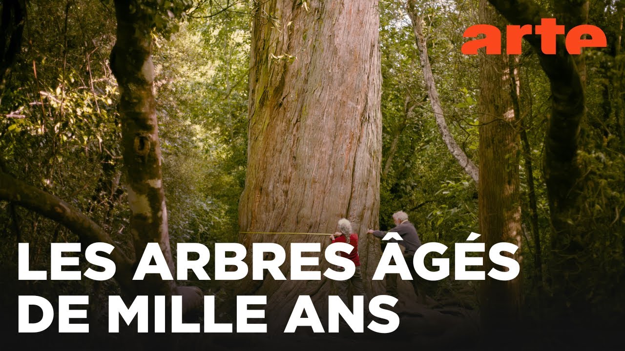 Nouvelle-Zélande, la forêt des géants | ARTE Évasion