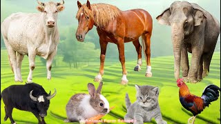 Discover the Animal World: Dog, Sheep, Rabbit, Cat, Chicken, Duck, Pig, Goat - Animal Video