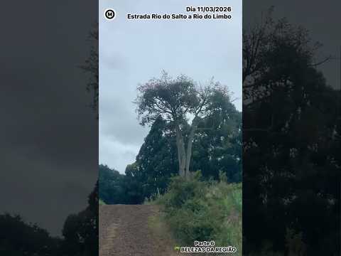#Parte6 #Estrada #RiodoSalto a #RiodoLimbo #dia 11/03/26 #ManoelRibas #Paraná #Brasil #agro #poeira