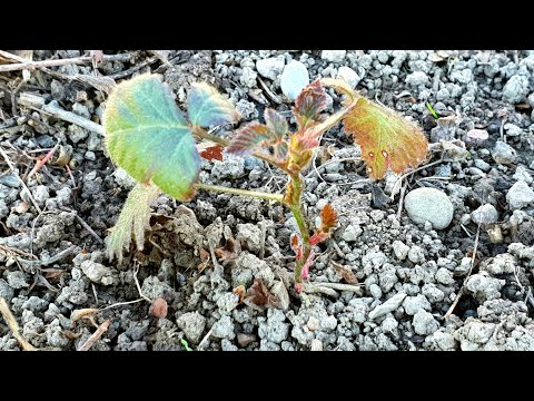 KUPINA iz sjemena - Izgled na početku druge vegetacijske godine - Vol.2022. - #01