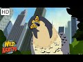 City Creatures | Falcons, Pigeons, Worms + more! [Full Episodes] Wild Kratts