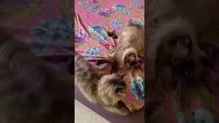 Dilute Calico Cats Videos