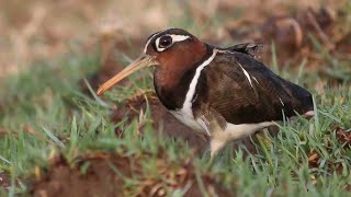 Download lagu Suara burung snipe bercorak besar (betina). mp3