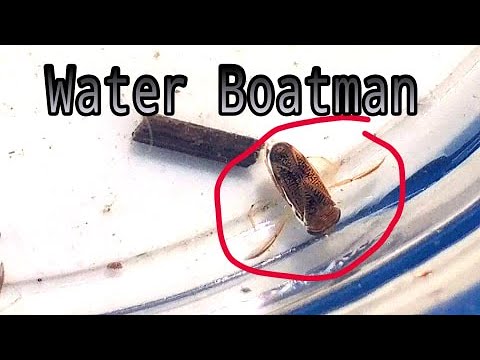 Water Boatman = Loudest Animal on the earth? Hemiptera Corixidae