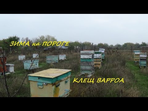 Скоро Зима контрольная обработка от варроа