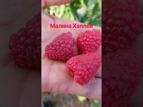 фото саженцы ремонтантной малины - сорт хэллей 0