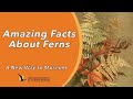 Amazing Facts About Ferns | A New Way to Museum