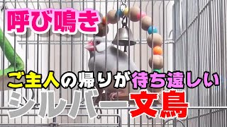 行かないでと呼び鳴きするシルバー文鳥リーフ