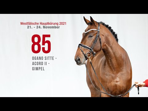 Hauptkörung 2021 Reitpferdehengste Kat-Nr. 85  Ogano Sitte - Acord II - Gimpel