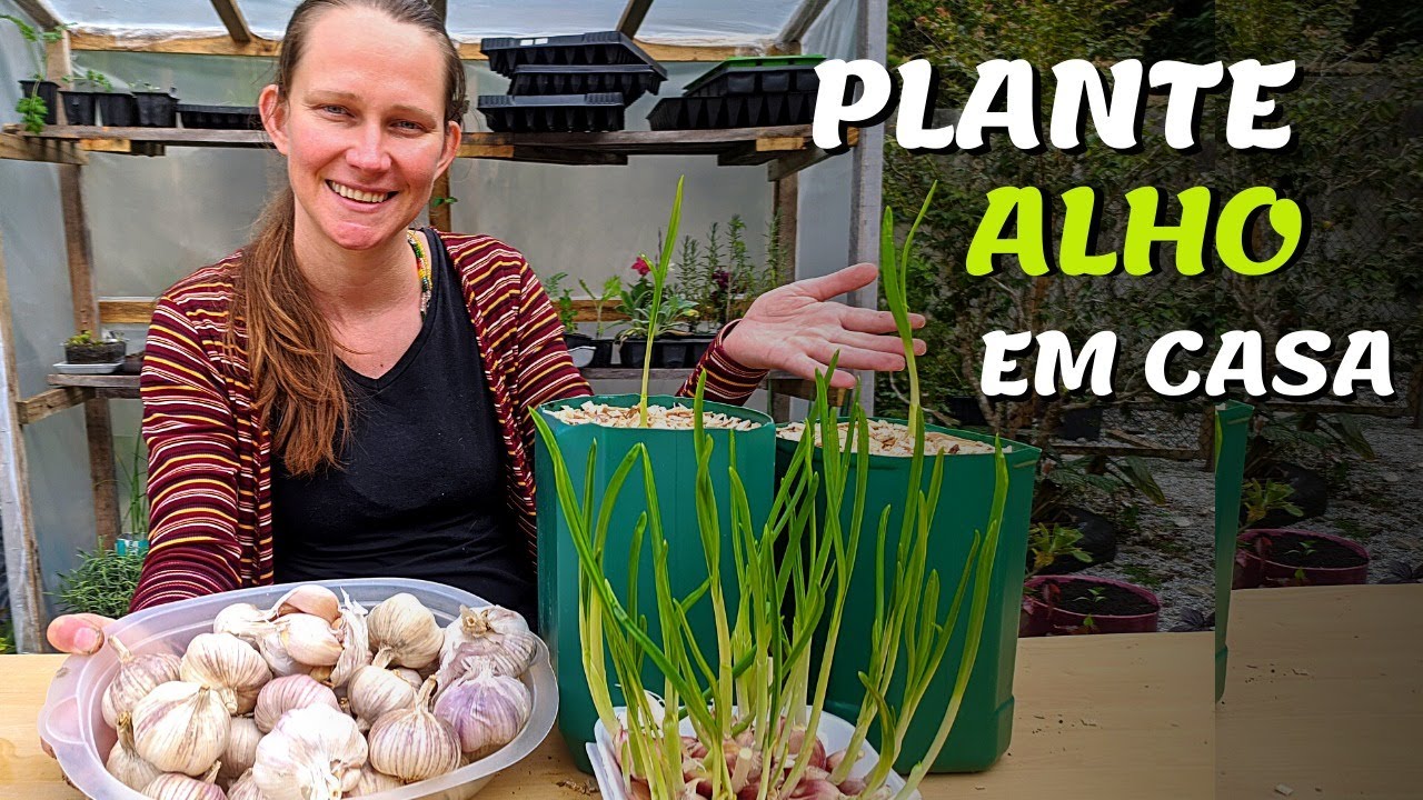 How to Plant GARLIC in VASSES I Garden at Home I GARDEN IN THE BACKYARD