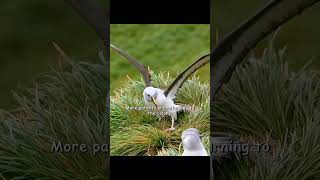 These Albatross do not recognise their Chick  #wildlife #wildanimals #albatross #birds #nature