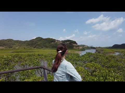 14 Tanegashima Mangrove Park 種子島マングローブパーク