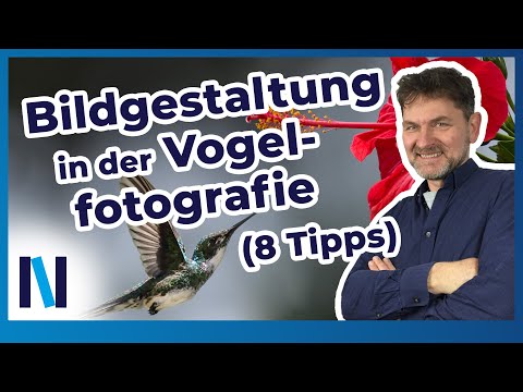 Vogelfotografie: Mit diesen 8 Tipps wird Dir eine besondere Bildgestaltung gelingen!