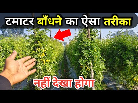 टमाटर बाँधने का सही तरीका सीख लो बहुत पैसा बचेगा