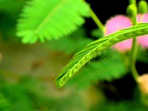 mimosa pudica paraziták)