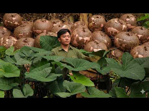 #30 Das Leben des CEOs im Wald: Kocht eine riesige Schüssel Suppe aus riesigen Wildwurzeln. Baut ein