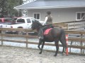 Nervous Horse with Choppy Trot - Safir2 