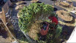 Grease Monkey Marijuana Harvest(Time Lapse)...1,000gal