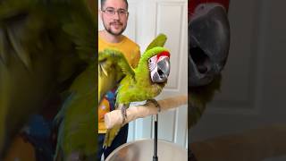 Why Does This Macaw Scream Like That?