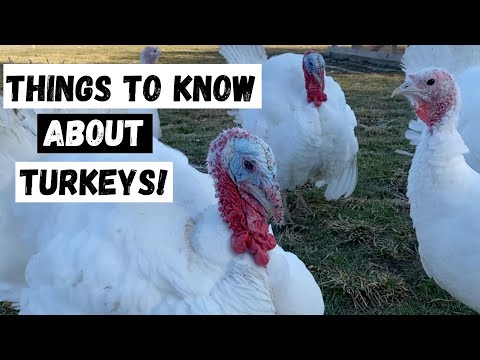 , title : 'What I wish I would have known about turkeys!'
