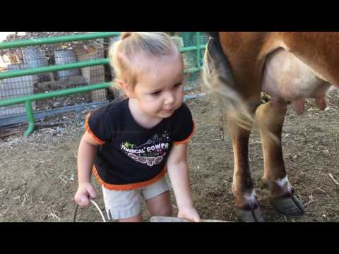 , title : 'How to Milk a Cow. 2 yr. Old Baby Emma Milks the Family Cow All By Herself'