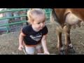 How to Milk a Cow. 2 yr. Old Baby Emma Milks the Family Cow All By Herself