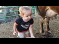 How To Milk A Cow 2 Yr Old Baby Emma Milks The Family Cow All By Herself