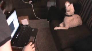 Dog howls at anti drug commercial