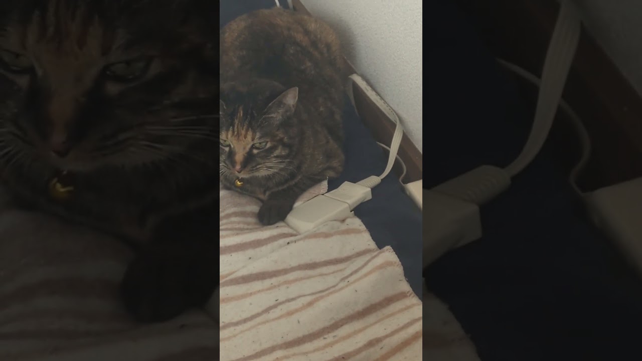 猫　懐かない　#shorts#猫#猫動画