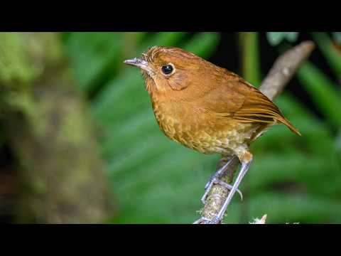 ¡COLIBRÍES, TÁNGARAS Y GRALARIAS! | Una Jornada de Birdwatching en El Zoque, Guasca