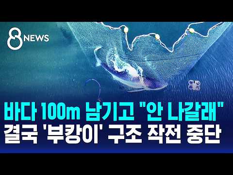 바다 100m 앞에서 멈춘 상어 부캉이, 구조 작전 또 실패!
