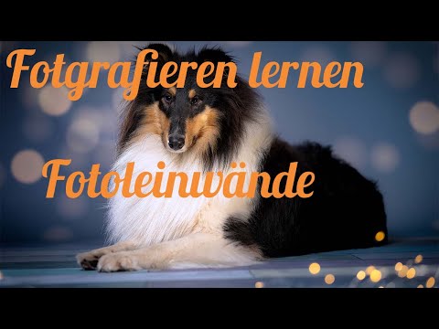 Fotografie lernen - Ich probiere Studio Fotografie mit Hund