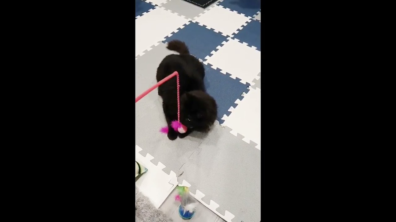 Enlarge Percival, a ADOPTABLE mixed breed in Hamilton, ON video 3/3