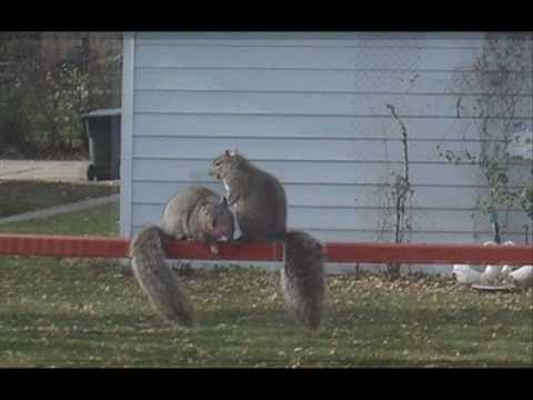 Squirrels in Love