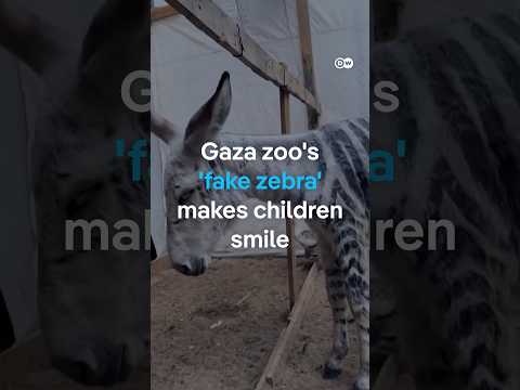 Gaza zoo's 'fake zebra' makes children smile | DW News