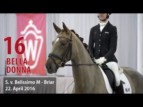 16 Bella Donna Stute v. Belissimo M - Briar