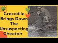 Crocodile Attacks The Cheetah Crocodile Brings Down The Unsuspecting Cheetah Cheetah Vs Crocodile
