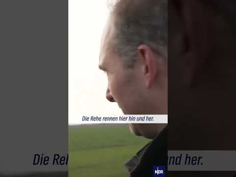 Video Thumbnail: Extremes Hochwasser in Niedersachsen: Angst um die Rehe #ndrdoku