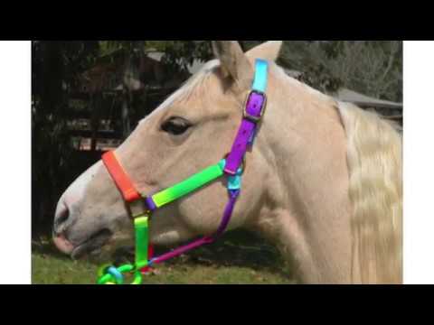 Los Tigres del Norte - El Dorado