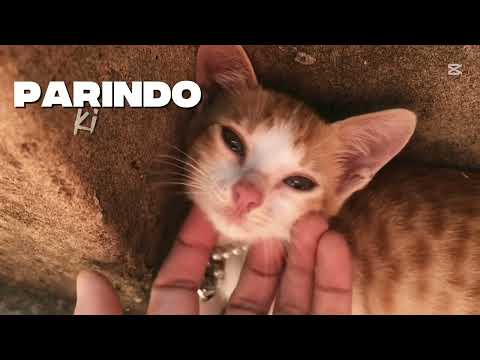 My World ❤️💖 #youtube #youtubeshorts #cat #catlovers