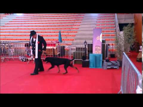 Rottweiler - Balzac - Grand prix de France 2015 Arnas obé rythmée