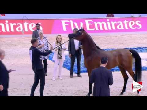 N.189 OMEAR AL HAWAJER - Dubai 2016 - Colts 2 years old (Class 10