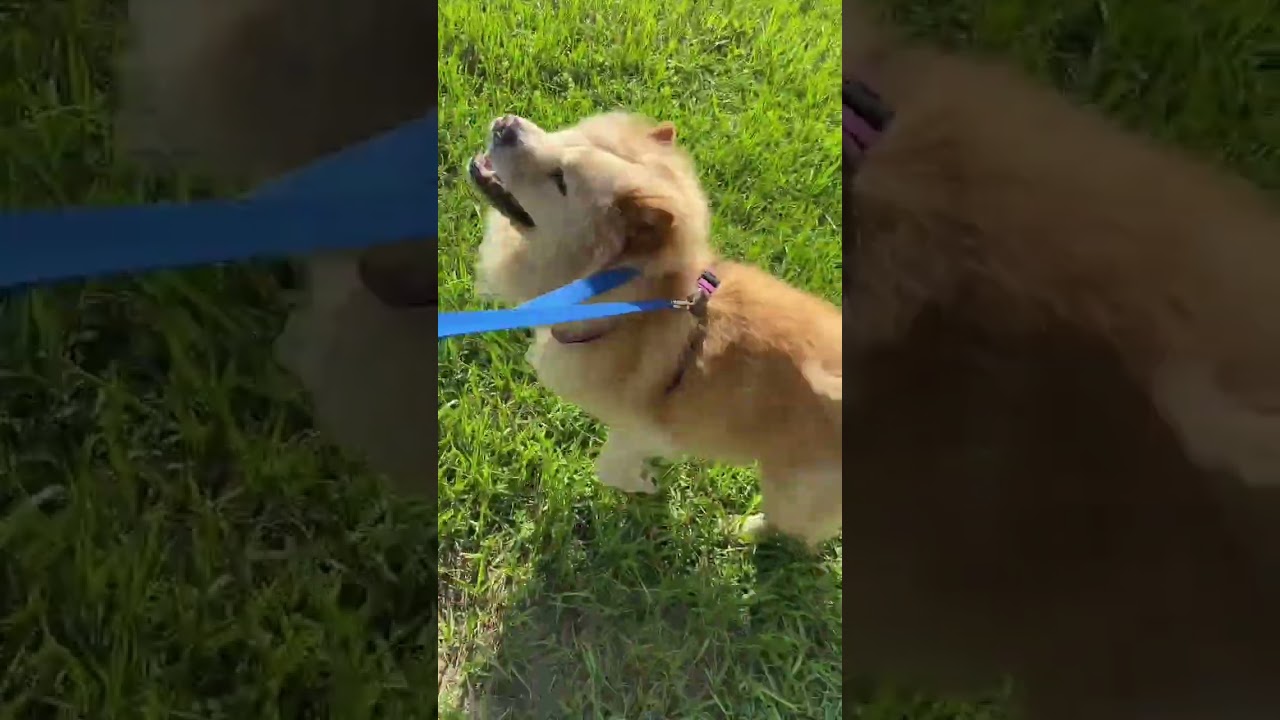 BARKLEY (FL), a Adoptable Chow Chow in Ocala, FL video 2/6