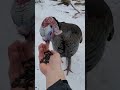 Hand Feeding A Wild Turkey