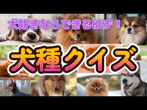 犬の名前と意味
