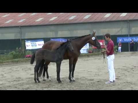 Championats-Stutfohlen v. Cardento - Chin Champ - Coriano - Lord