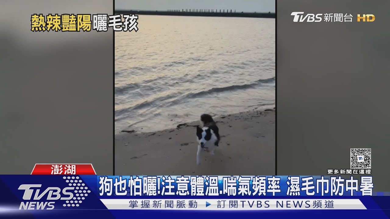 狗狗也怕曬太陽!注意中暑徵兆 獸醫教5招防曬