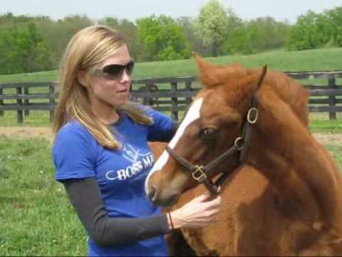 Discreet Cat filly.wmv