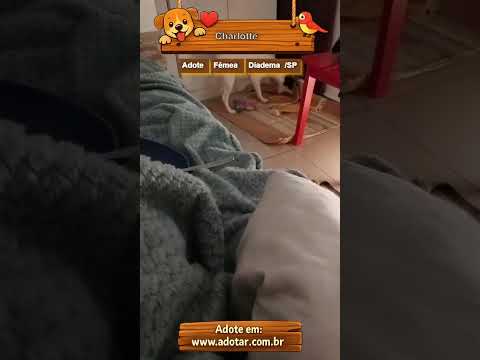 Vídeo de Charlotte